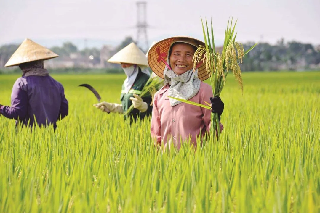 Projects 32 Nông sản Việt Nam
